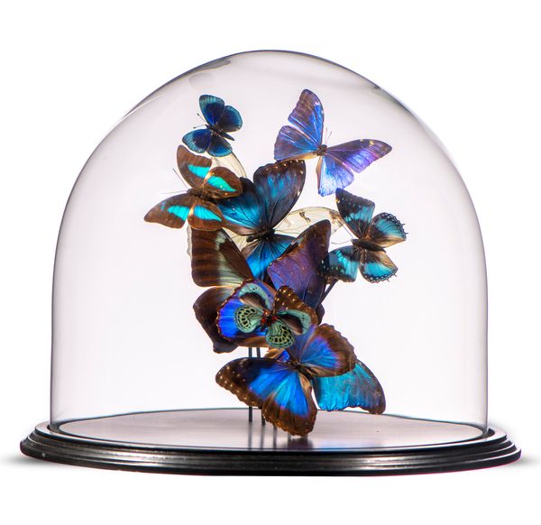 A display of colourful butterflies under glass dome  modern 24cm high