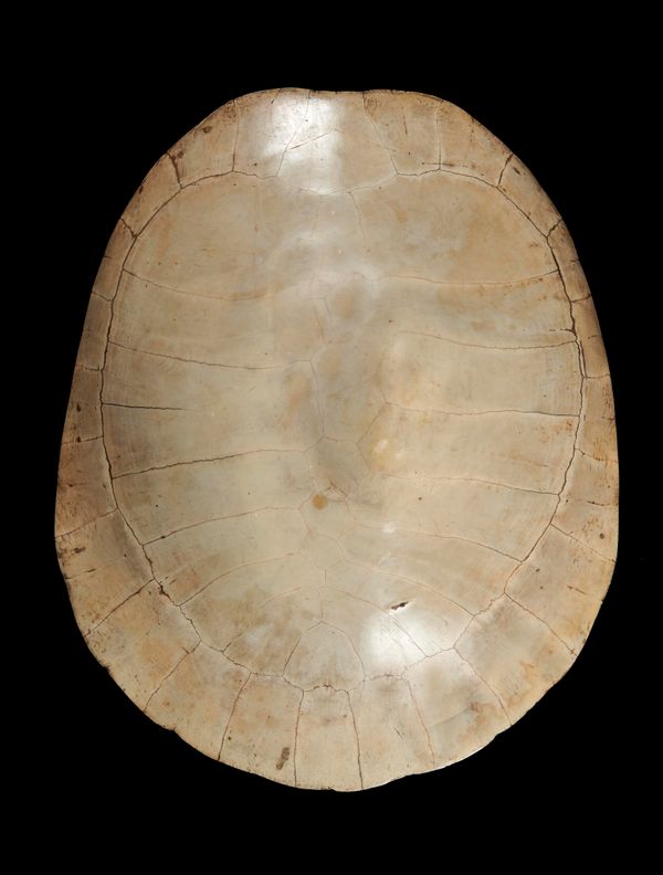 A very rare blonde turtle shell 19th century with deformation 60cm high