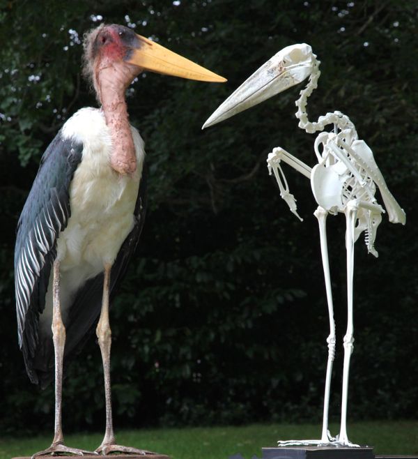 † Wilfred Pritchard, Born 1950 Fine Feathers Make Fine Birds No 7 Maribou storks skeleton & taxidermy 109cm high by 83cm wide