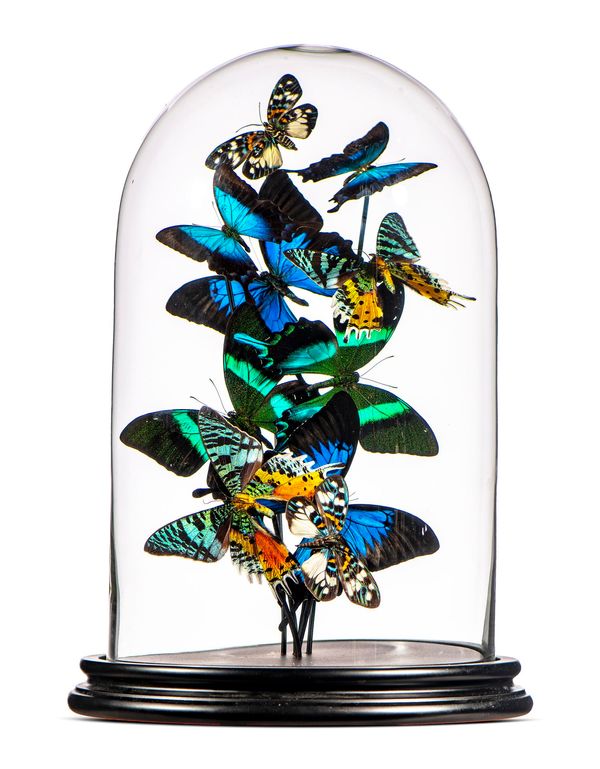 A display of colourful butterflies under glass dome  modern 39cm high