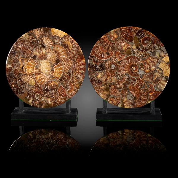 A pair of ammonite collages Madagascar, Jurassic (made up) 28cm diameter