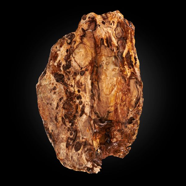 A fossil wood slice Australia 56cm wide 