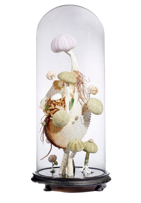 A sea urchin and mushroom composition within glass dome 55cm high 