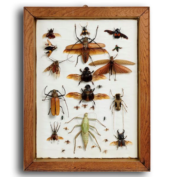A display frame of various beetles early 20th century 65cm by 50cm