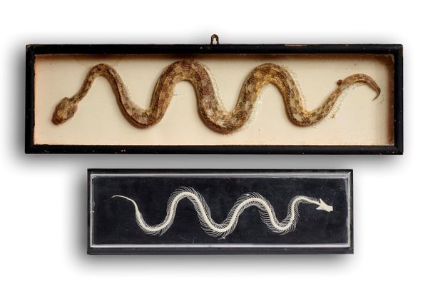 Two snake specimens mid 20th century the larger 46cm