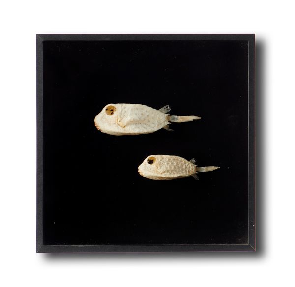 Two mummified fish in display frame modern 20cm by 20cm square