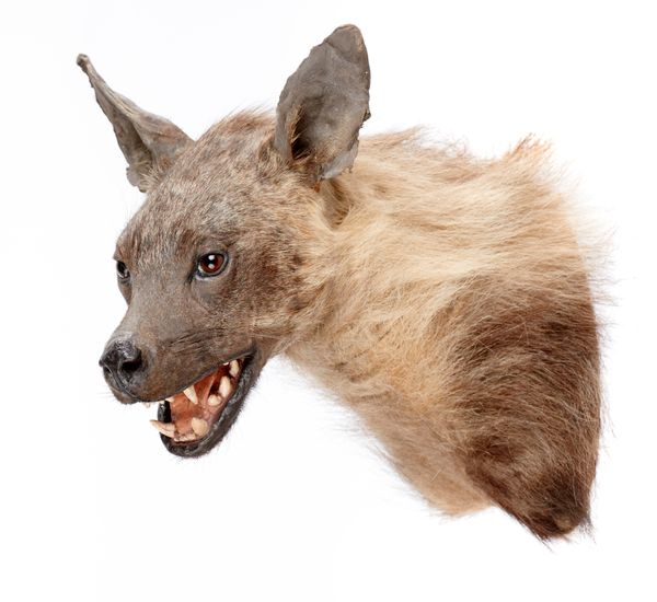 A Hyena head mount modern 40cm high