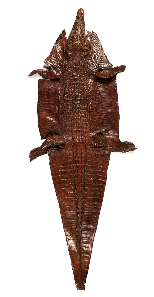 A juvenile Nile crocodile skin circa 1900 one limb detached 215cm long