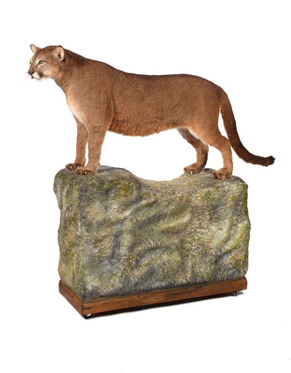 A Puma (Panthera) mounted by Rowland Ward  on naturalistic base pre 1968 with Article 10 Certificate ref 581004/01 140cm high by 148cm long 