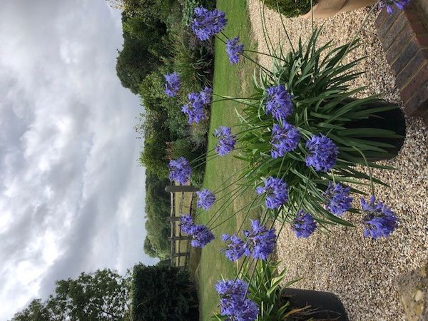 A set of four Agapanthus in large pots