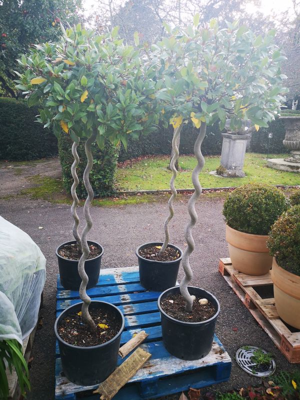 A group of four corkscrew bay trees in grey painted timber planters 170cms high, and two further grey planters