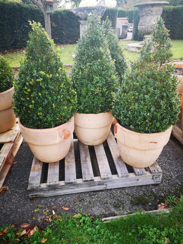 Seven box cones in 50cm pots
