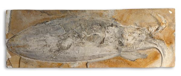 An exceptionally large and rare giant squid fossil plaque  Solnhofen, Germany, Jurassic 100cm long by 35cm wide