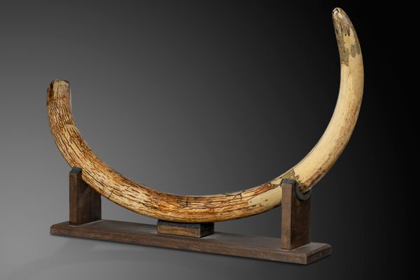 A Woolly Mammoth double curved tusk