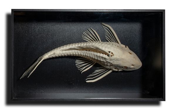 An unusual armoured catfish wall case