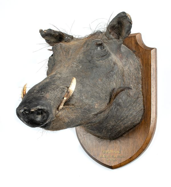 Gerrard: A Warthog trophy on shield