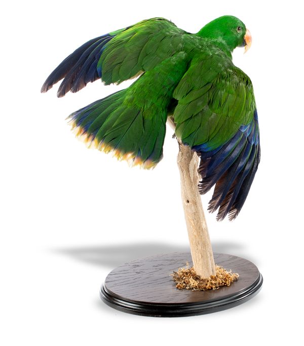 An Eclectus parrot full mount