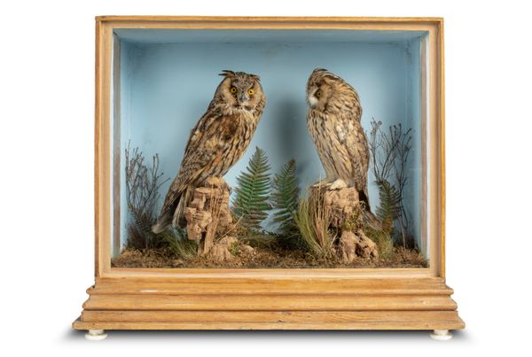 A pair of short eared owls