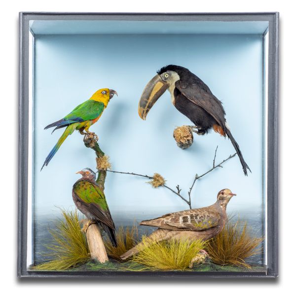 Tropical birds including a Toucan in later case 60cm by 56cm