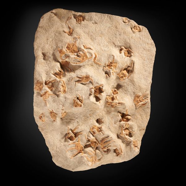A fossil starfish plaque Morocco Ordovician 56cm
