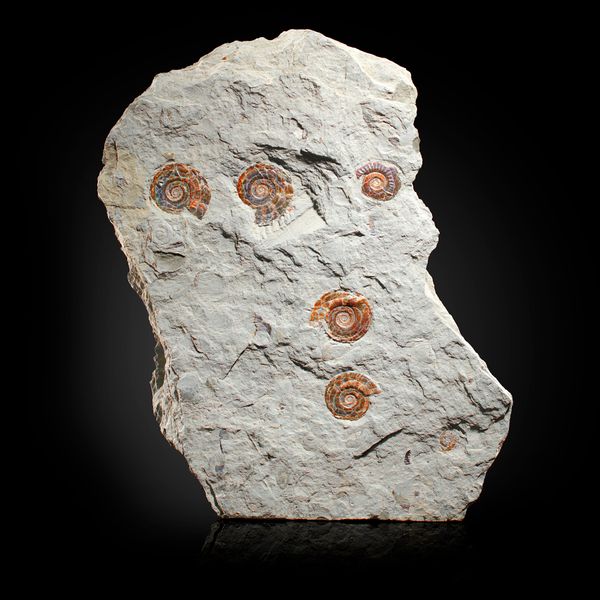 A fossil ammonite Psiloceras Pamorbis plaque    Somerset UK Jurassic 41cm