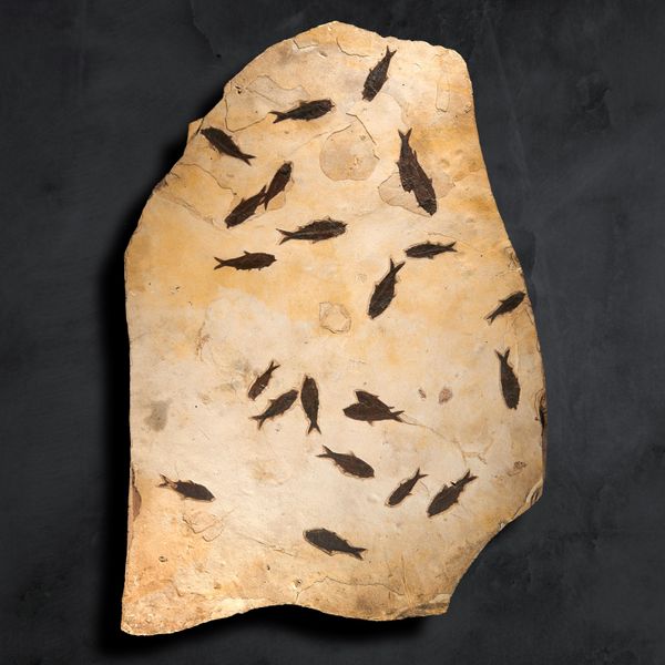 A large fossil fish plaque Knightia Alta sp. Green River, Wyoming, Eocene 142cm by 86cm 