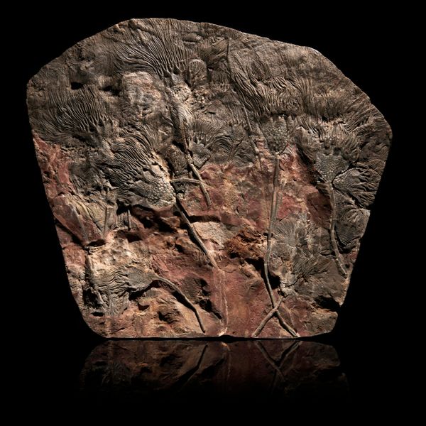 A fossil Crinoid plaque seyphocrinites spp. Morocco Devonian 74cm by 81cm 
