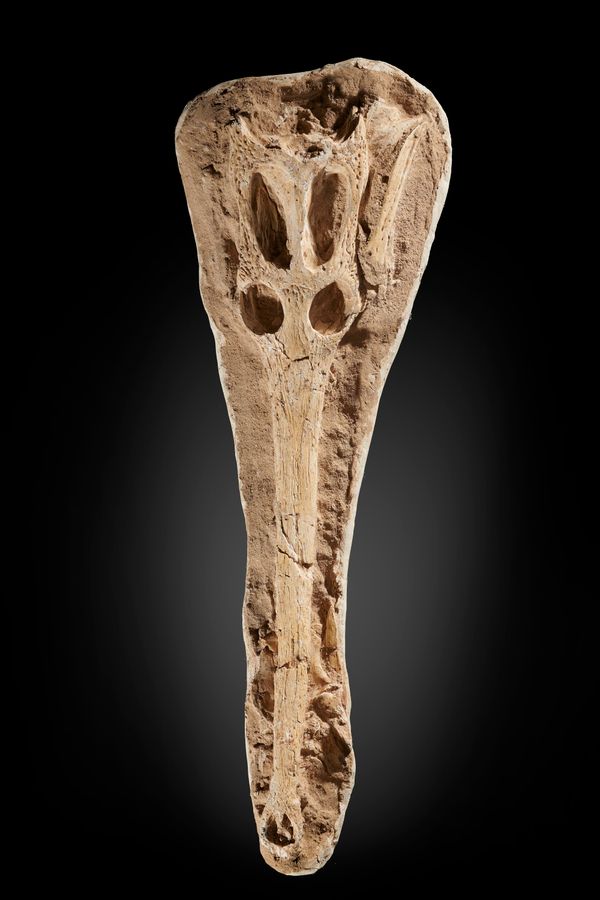 A Dryosaurus Phosphatitius spp. crocodile skull Morocco 95cm long
