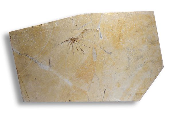 A crayfish sp. plaque Solnhofen, Germany, Jurassic 34cm high by 54cm wide
