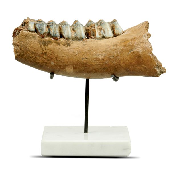 An interesting collection comprising: a megalodon tooth, 11cm; a fossil wood section, 16cm diameter and an Irish elk jaw fragment, 17cm long 