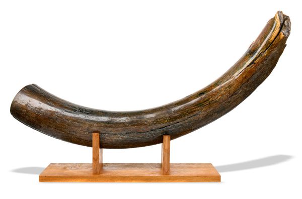 A large Mammoth tusk Russian, Pleistocene 109cm on the outside of the curve 12.9kg
