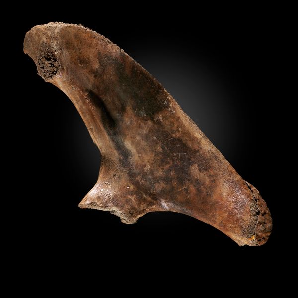 A left ilium bone of a whale North sea bed Pleistocene 81cm