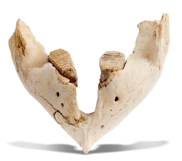 A woolly mammoth lower jaw Pleistocene 53cm wide