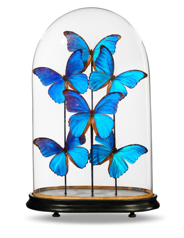 A collection of blue morpho butterflies under glass dome modern 54cm high