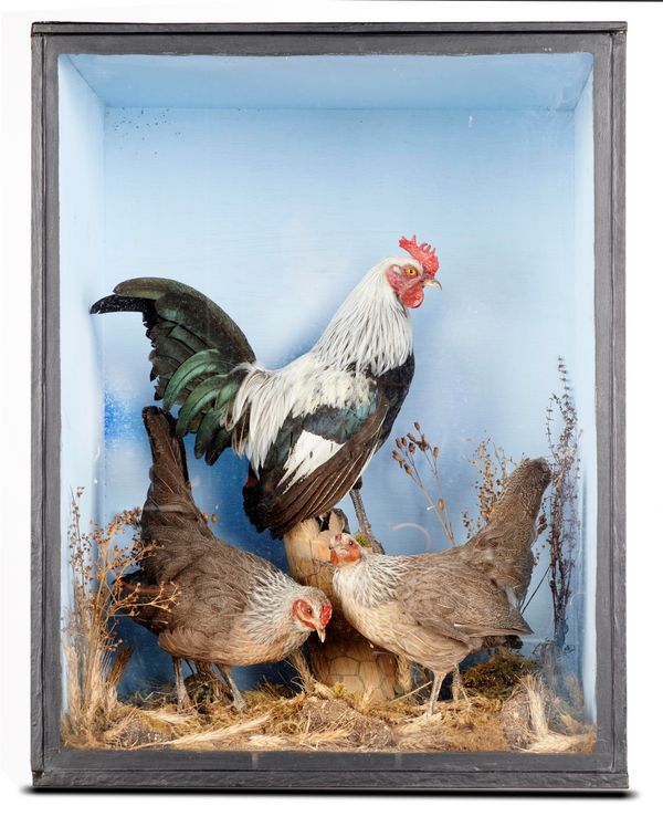 A case of chickens modern 63cm high by 50cm wide