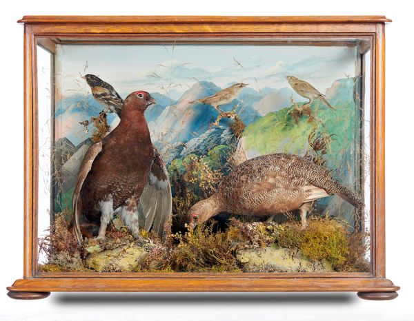 A case of red grouse by Aaron Forest circa 1880 50cm high by 67cm wide