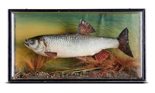 Peter Spicer: A chub in wall case circa 1920 30cm high by 58cm wide