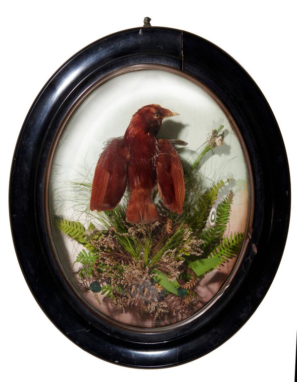 A King bird of paradise wall dome circa 1880 48cm high