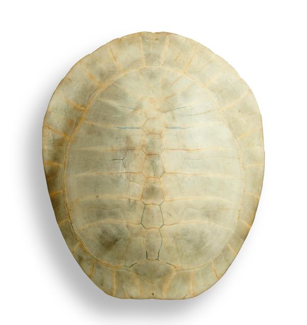 A small blonde turtle shell circa 1900 29cm