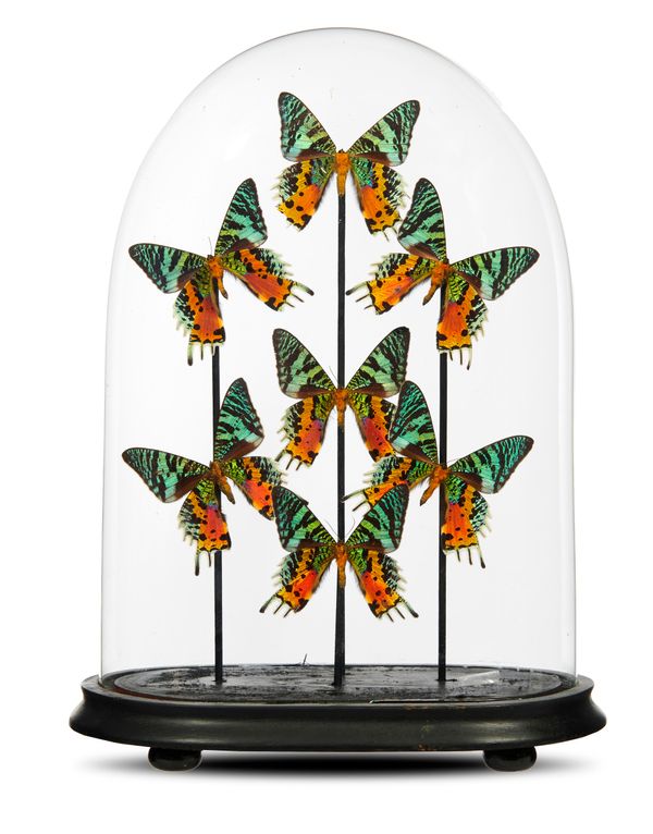 A collection of colourful butterflies under glass dome modern 41cm high overall