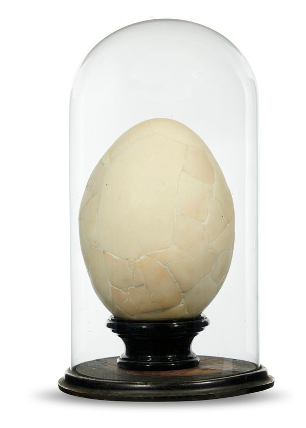 A reconstructed Aepyornis egg in glass dome Madagascar 55cm high overall