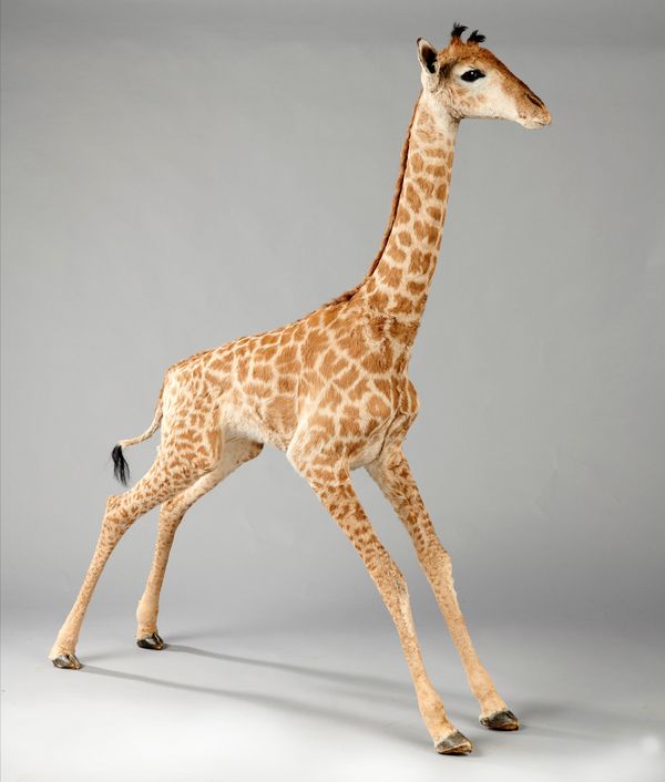 A baby giraffe 2nd half 20th century 167cm high