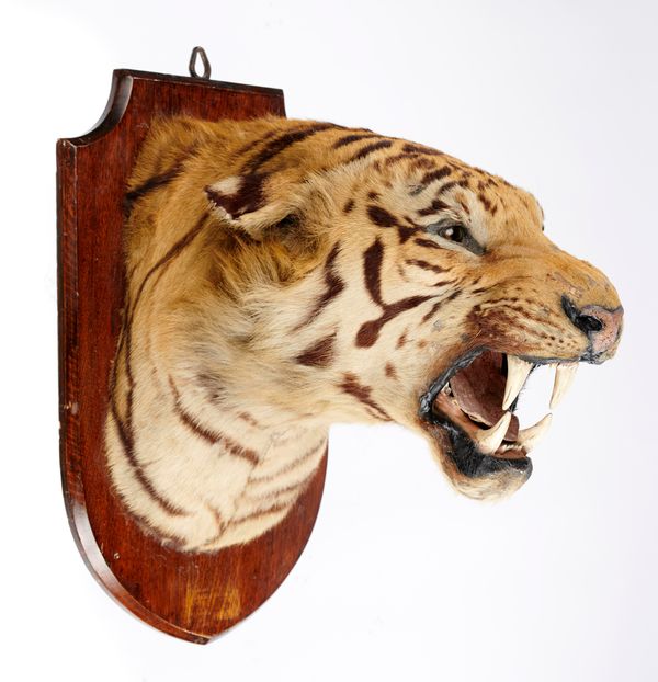 A tiger‘s head by Gerrards of London circa 1900 61cm high