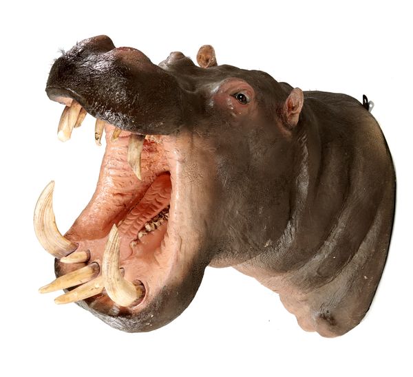 A hippopotamus head 20th century  150cm deep