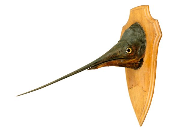 A sword fish head on wooden plaque early 20th century  60cm high by 67cm deep