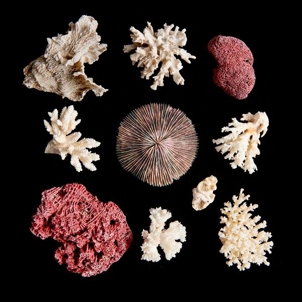 A box of assorted corals This lot and lots 520 to 526 come from the collection of Lt. Commander W.E Darwall who formed his collection during his...
