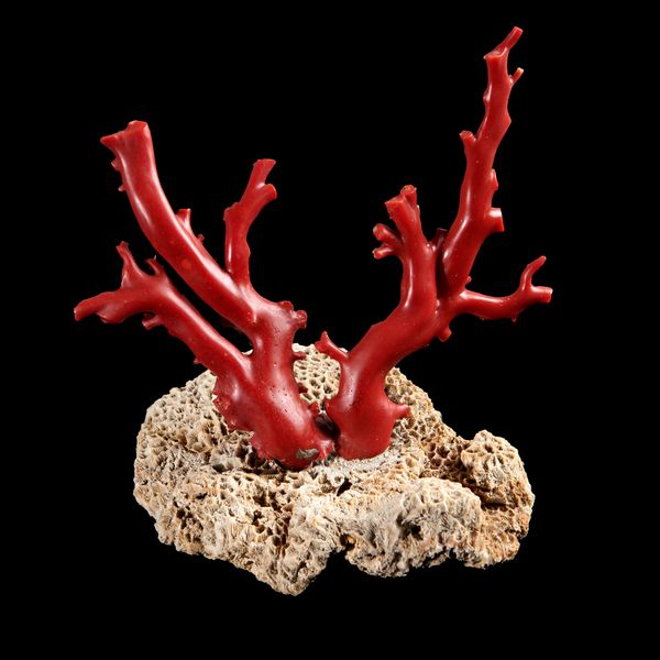 A red coral specimen This lot and lots 519 and 521 to 526 come from the collection of Lt. Commander W.E Darwall who formed his collection during his...