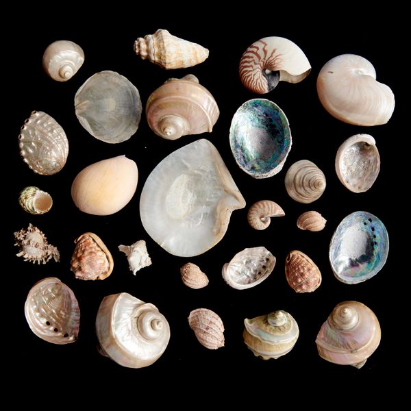 A collection of large polished shells (various) This lot and lots 519 to 522 and 524 to 526 come from the collection of Lt. Commander W.E Darwall who...