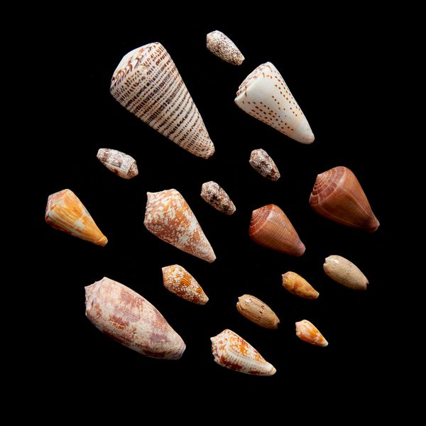 A collection of conus shells the largest 13cm This lot and lots 519 to 523 and 525 and 526 come from the collection of Lt. Commander W.E Darwall who...