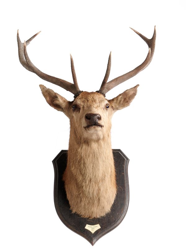A 9 point red deer trophy on shield dated 1934 label to verso 124cm high overall